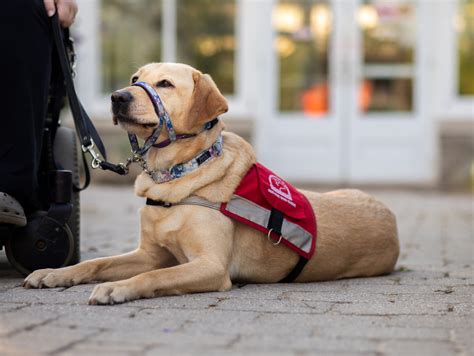 how to prove a dog is a service animal