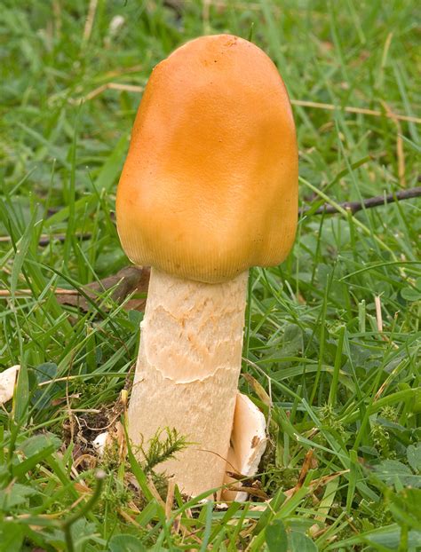 Поплавок шафрановый (Amanita crocea) фото и описание