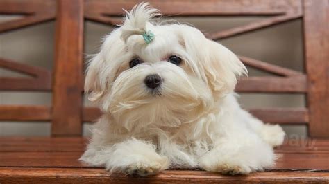 Full Grown Maltese Poodle Mix MaltiPoo Nessy Puppies Of Kendall