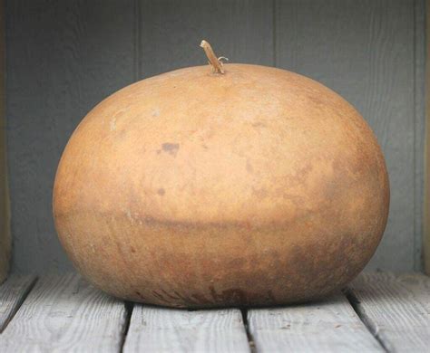 The 10 Best Types of Gourds to Grow for Decor, Crafts, and More