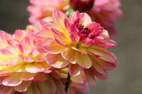 3840x2160 wallpaper | purple and yellow flowers | Peakpx
