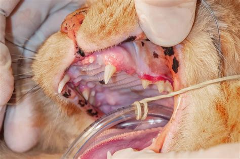 Periodontal disease in cats