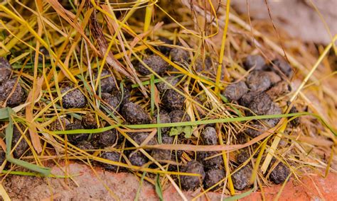 Mink Poop: Everything You've Ever Wanted to Know - A-Z Animals