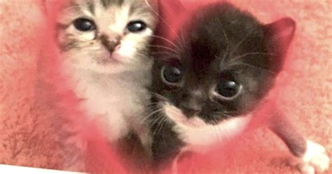 Animales domesticos : ¿Cuáles son los animales domésticos?