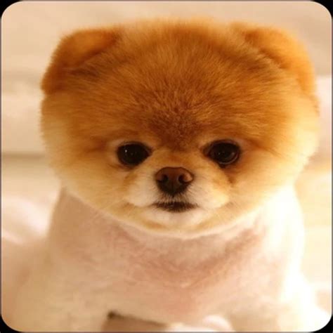 Cute Pomeranian dog wallpaper by Sheemza Gujjar