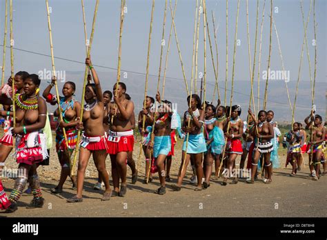 Zulu maidens deliver reed sticks to the King, Zulu Reed Dance at Stock ...