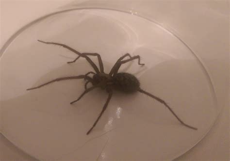 eratigena duellica giant house spider   westminster british