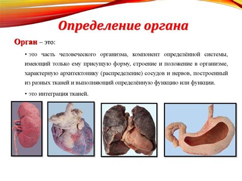 Строение человеческого организма - презентация онлайн
