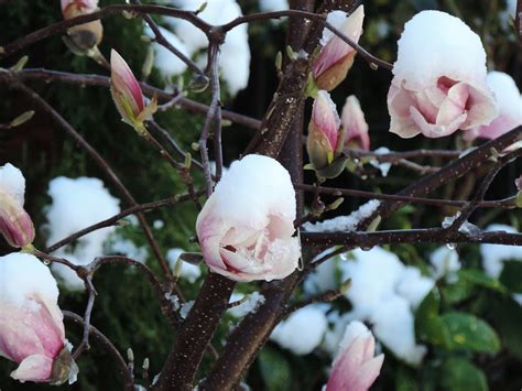 Магнолия/ Magnolia - Page 224 - Форум HobbyKafe.com