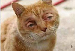 duh meme templates imgflip