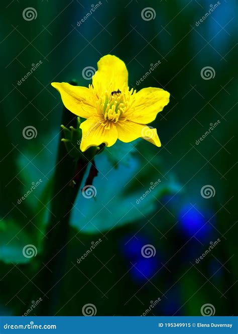 Globeflower, Trollius Europaeus, Flower Plant Stock Image - Image of