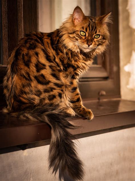 Introducing Cezar: The Cashmere Bengal Feline Resembling a Cute