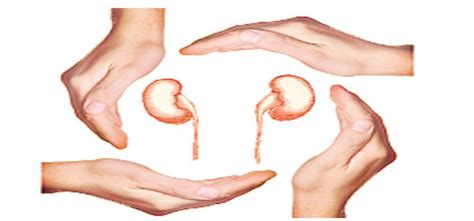 Give little place in your heart for kidneys!