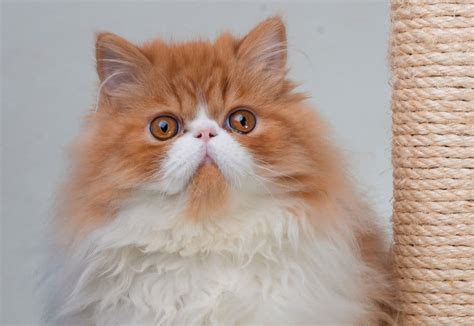 Persian Cats - A Comprehensive Breed Guide