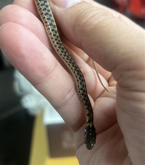 Baby Common Garter Snake Snakes Of Massachusetts