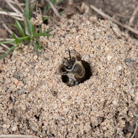 Removing Ground Nesting Bees
