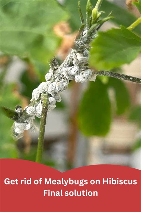 mealybugs identification effects  treatment