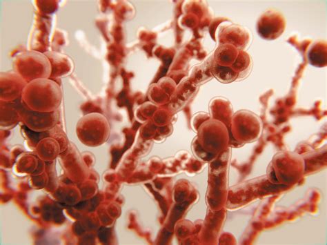 How Do You Treat Fungal Pneumonia In Dogs