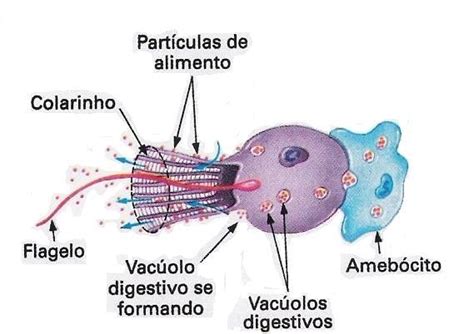 Como Os Poríferos Se Alimentam - Poríferos