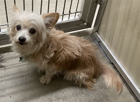Chihuahua Papillon Terrier Mix
