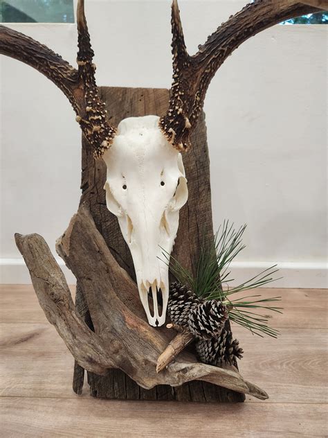 whitetail deer skull anatomy