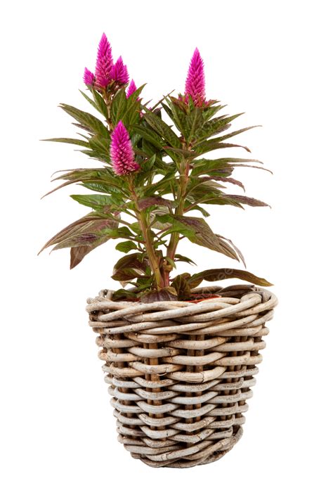 Pink Celosia Venezuela Plant Flower, Pink, Plant, Botanical PNG