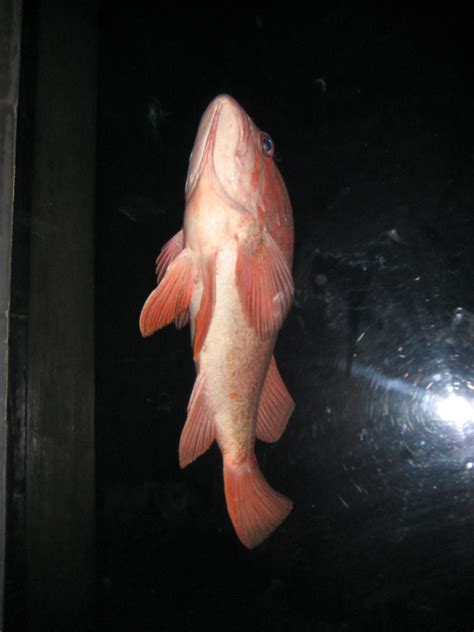 photography fish photography