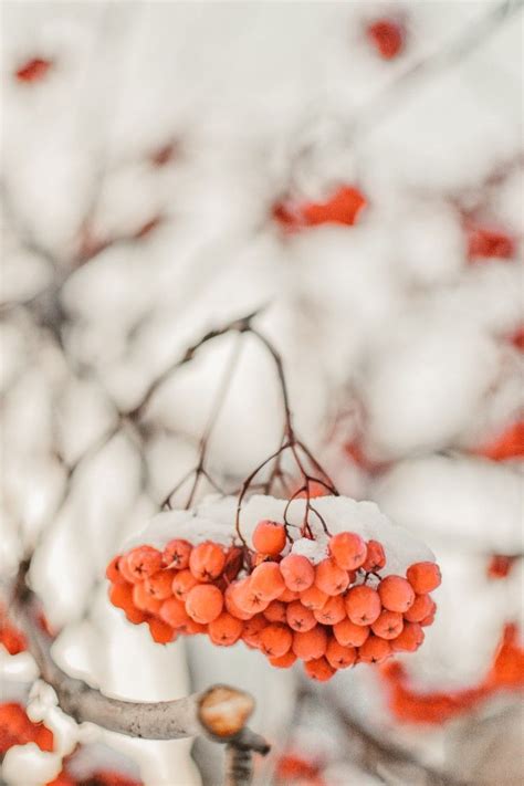 Рябина зимой. Рябина. Зимняя рябина. Зима. Winter 2020. Winter. Ягода ...