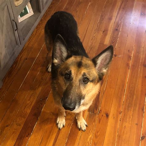 Best Dog Food For Weight Loss & Weight Management | Ollie