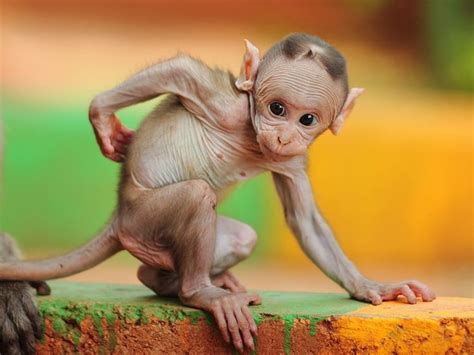 unusually hairless mammals  cute  funny  scary
