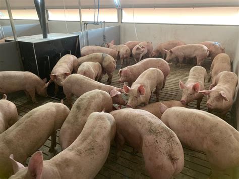 Pig Slats – Craven Concrete