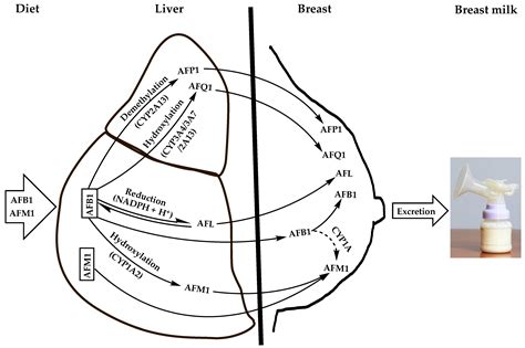 Human Breast Milk Contamination with Aflatoxins, Impact on Children’s