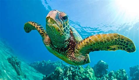 Turtles
