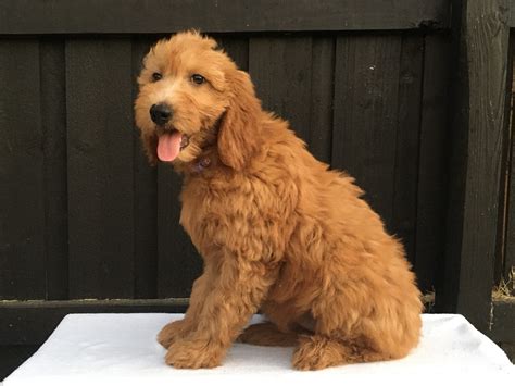 Goldendoodle Puppies In Texas | Hidden Acres Puppies
