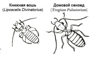 Сеноеды в квартире: как избавиться от жуков?