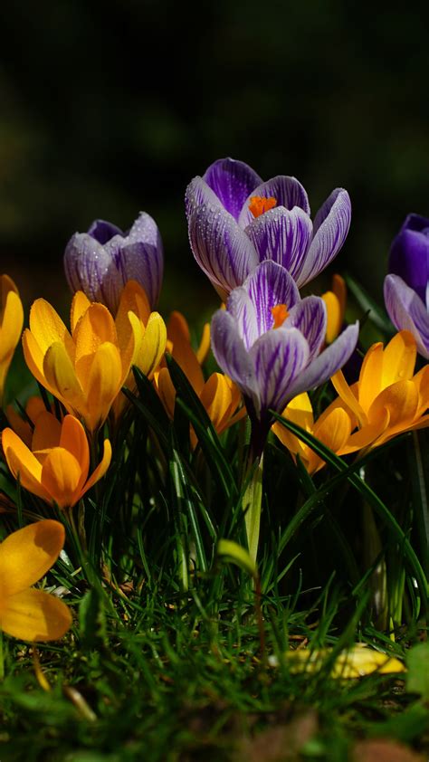 Crocus Flower Mobile Wallpapers - Wallpaper Cave