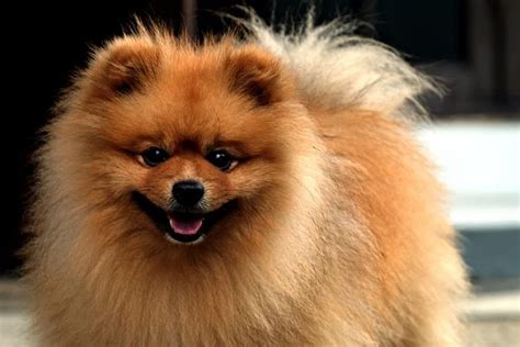 Pomeranian Dog Breed: Adorable and Fluffy Companion