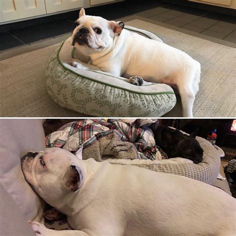 New laws will soon change every french bulldog rescue near me 19