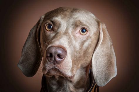 weimaraner dog breed info stats