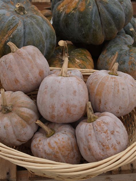 Winter Squash, Autumn Frost F-1 – William Dam Seeds