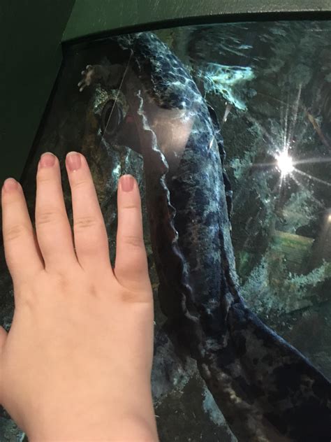 Meet Hellbender, North Carolina's biggest salamander, and an absolute