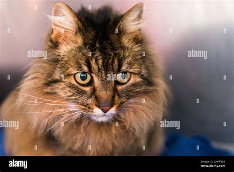 domestic longhair cat breed at the veterinary clinic Stock Photo - Alamy