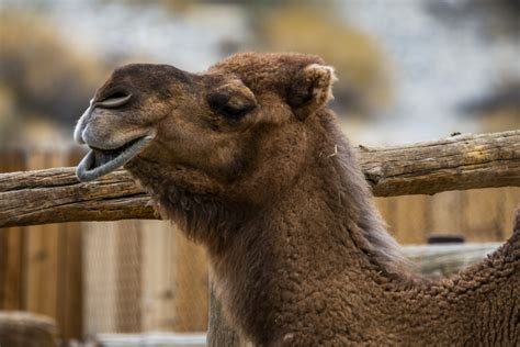 Camello Stock de Foto gratis - Public Domain Pictures