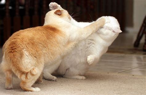 cat fight | Funny cute cats, Cute cats, Catfight