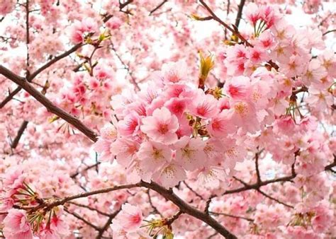 Ý nghĩa hoa anh đào | Nguồn gốc, Đặc điểm, Cách trồng & Chăm sóc