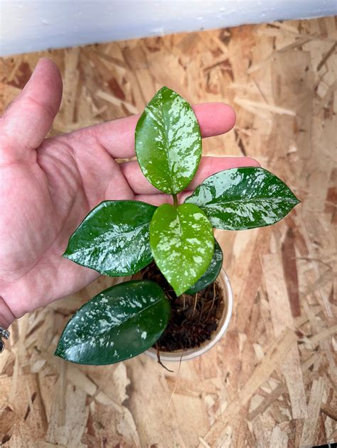 Hoya Carnosa freckles Splash - Etsy