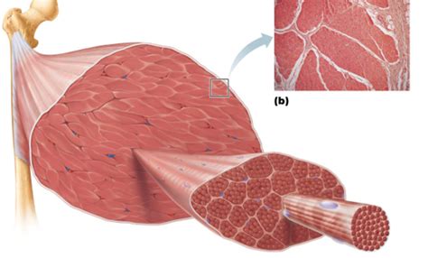 Fascicle Diagram | Quizlet