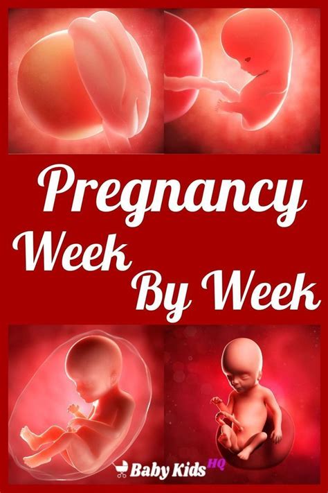 pregnancy week  week baby kids hq artofit
