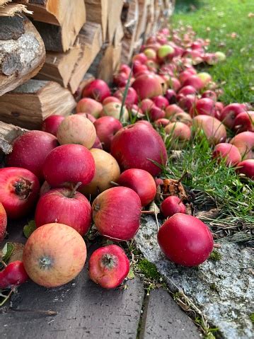 buah jatuh  apel  dikumpulkan  karung foto stok