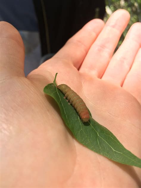 Familiar local faces found in mugshots of gainesville today 6